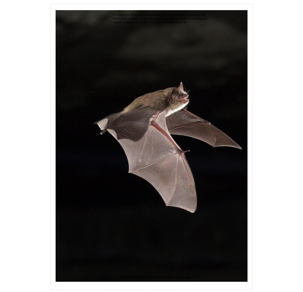 The Lives of Bats: A Natural History