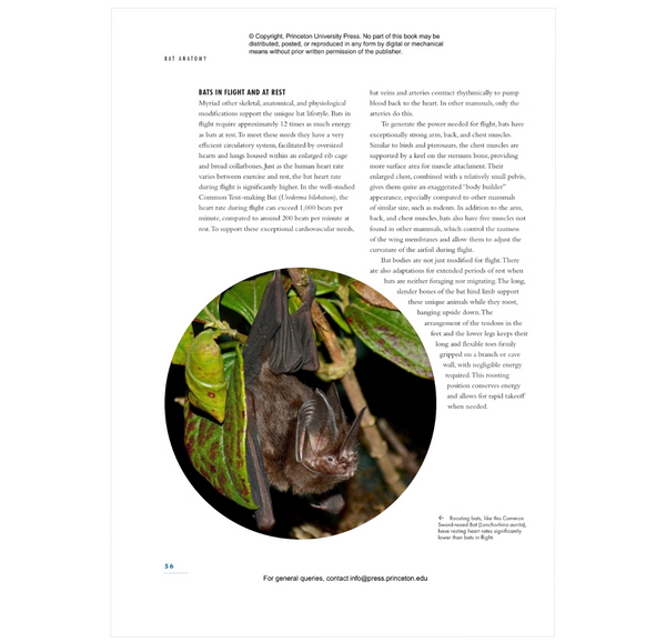 The Lives of Bats: A Natural History