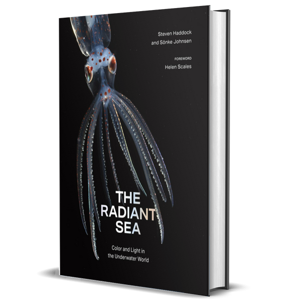 The Radiant Sea: Color and Light in the Underwater World