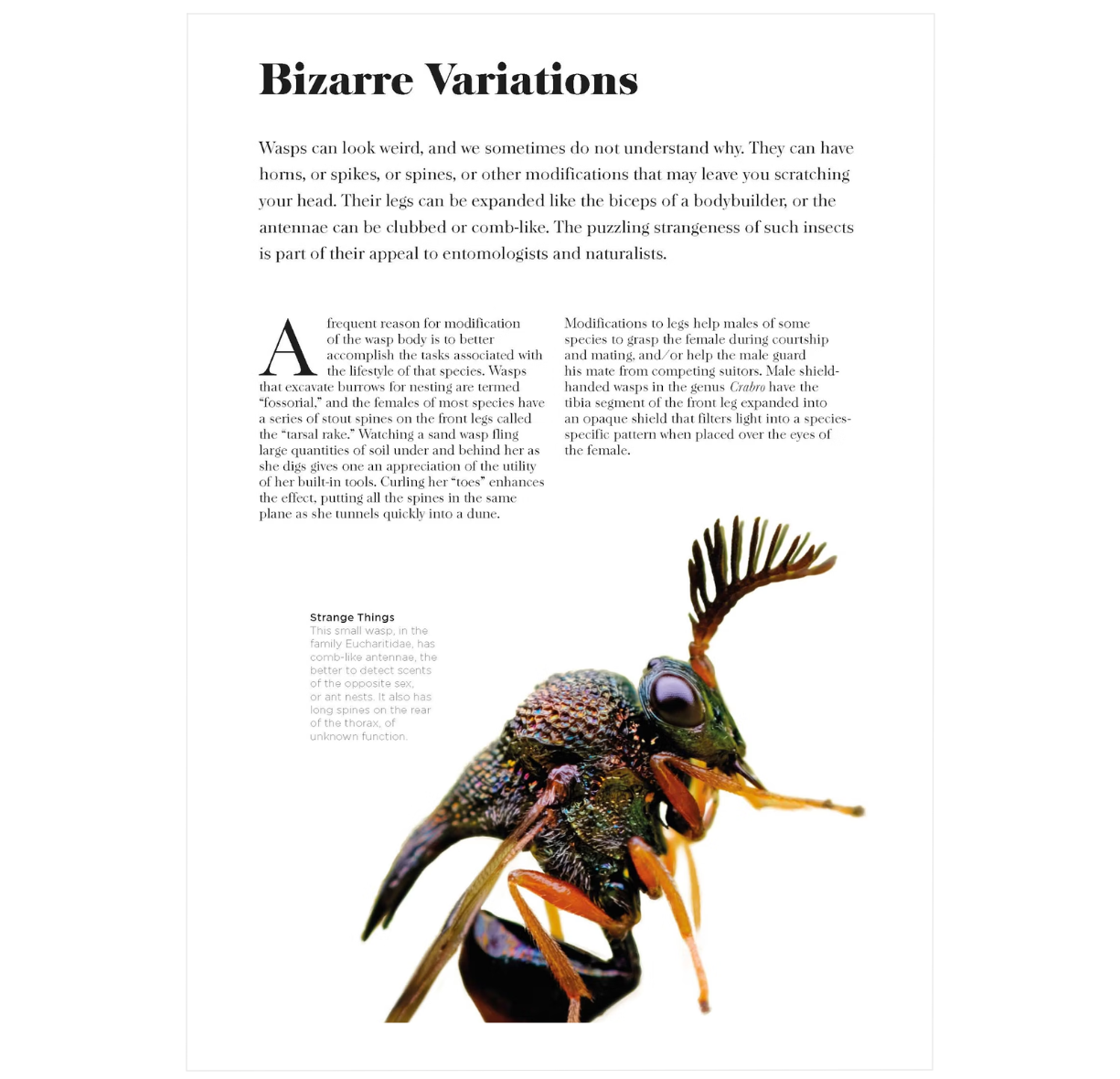 Wasps: The Astonishing Diversity of a Misunderstood Insect - BIOWEB ...
