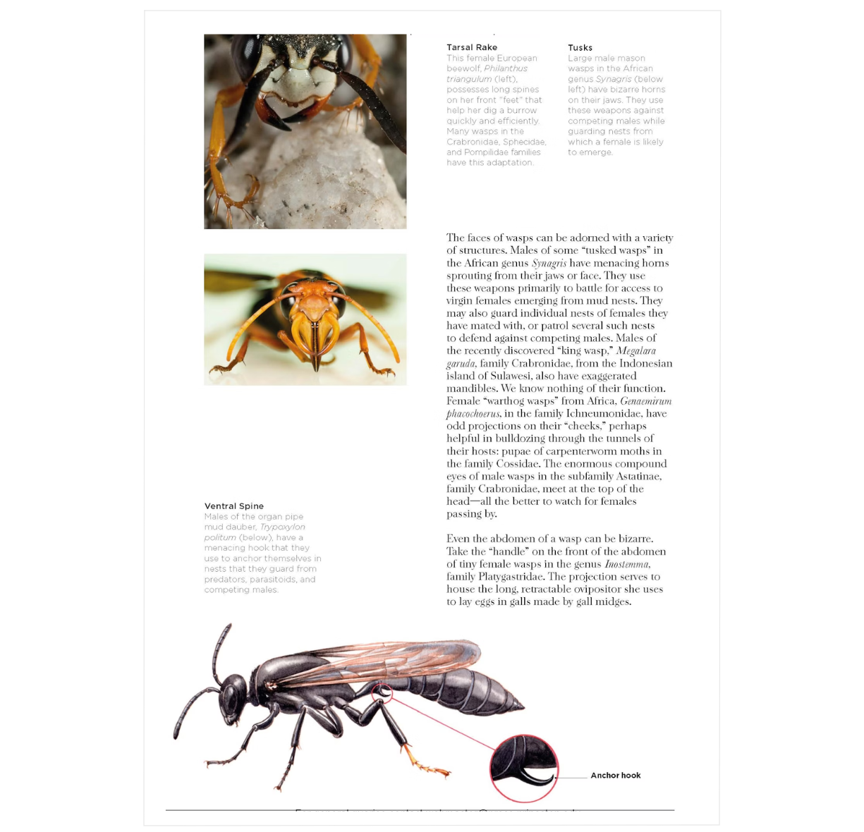 Wasps: The Astonishing Diversity of a Misunderstood Insect - BIOWEB ...