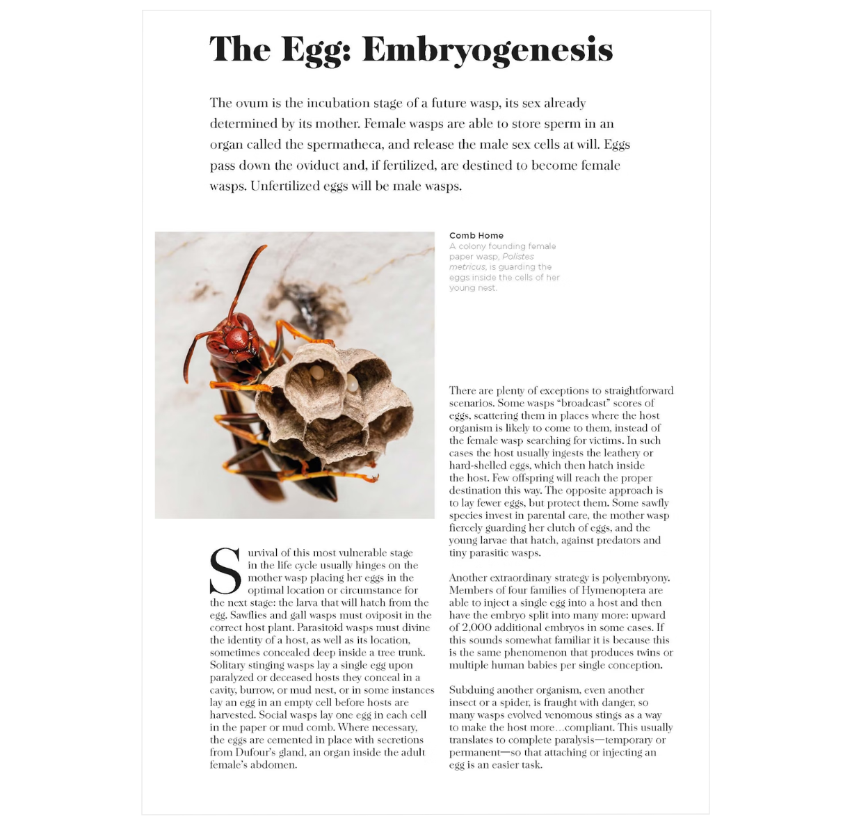 Wasps: The Astonishing Diversity of a Misunderstood Insect - BIOWEB ...
