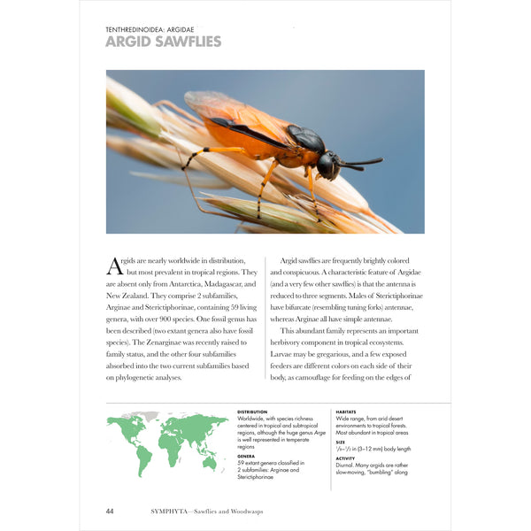 Wasps of the World: A Guide to Every Family