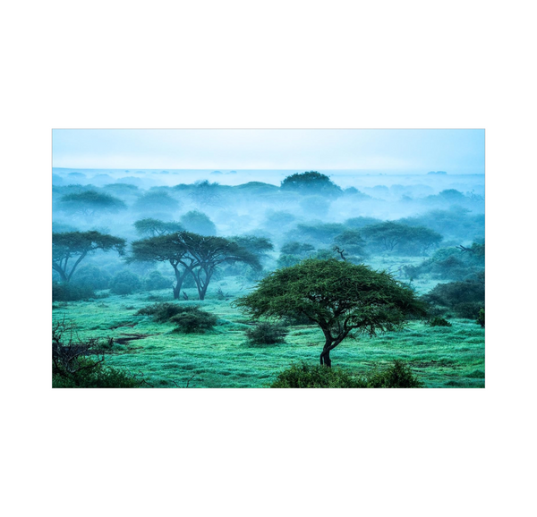 Wild Eye: A Life in Photographs