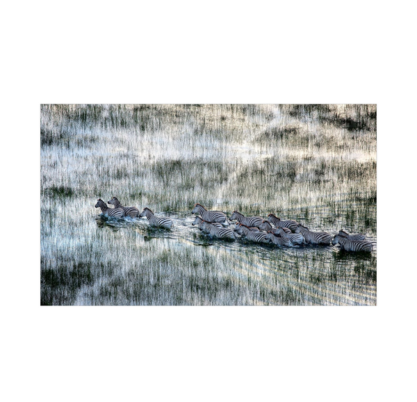 Wild Eye: A Life in Photographs