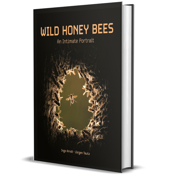 Wild Honey Bees: An Intimate Portrait