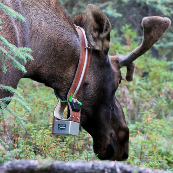Collares de Rastreo Satelital GPS e Iridium Telonics Serie TGW para Monitoreo de Fauna Silvestre