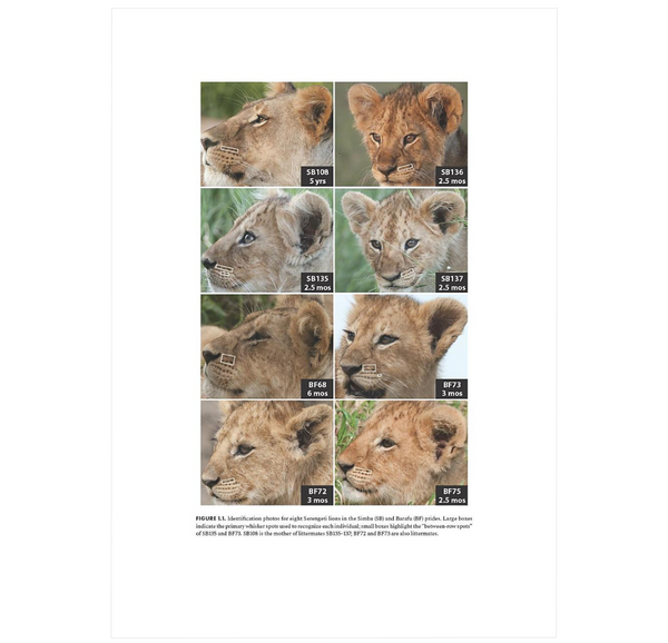 The Lion: Behavior, Ecology, and Conservation of an Iconic Species