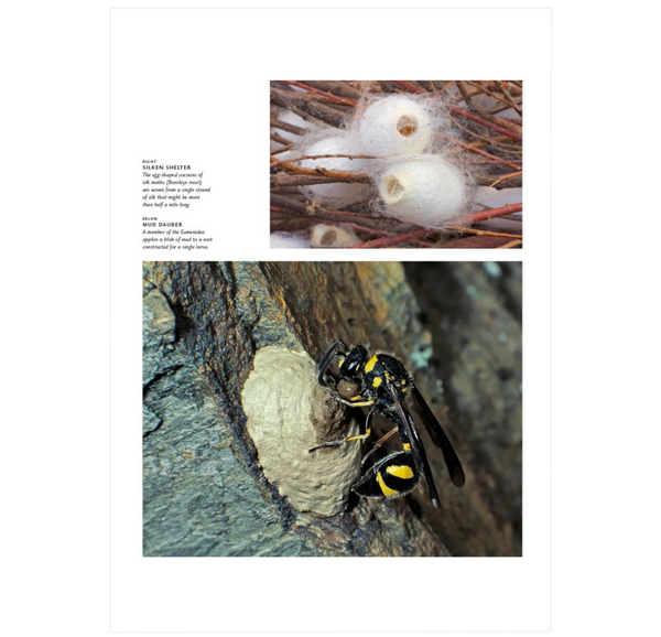 Insect Architecture: How Insects Build, Engineer, and Shape Their World