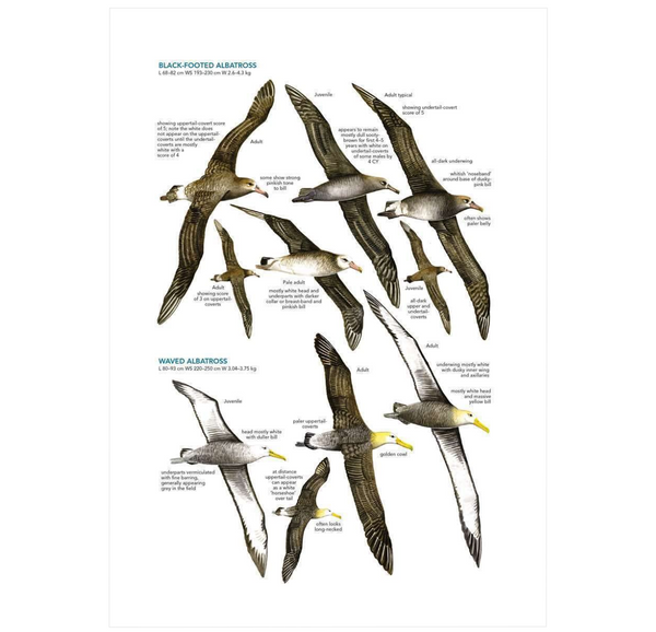 Seabirds: The New Identification Guide