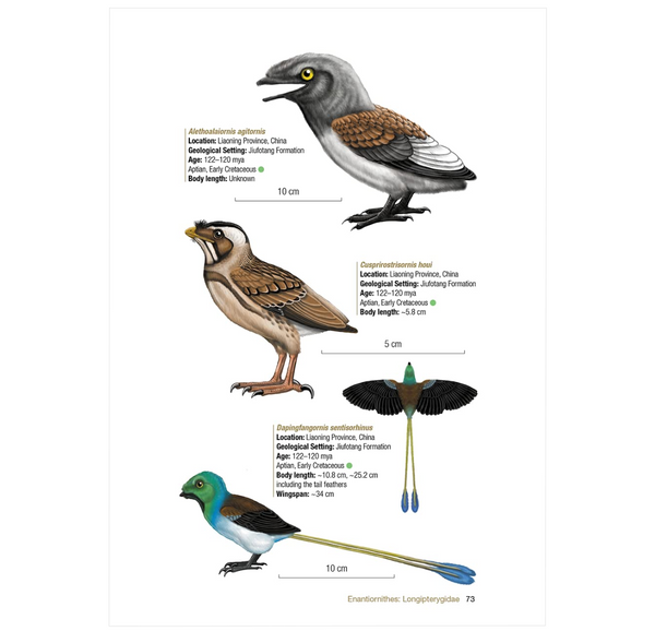 Birds of the Mesozoic: An Illustrated Field Guide