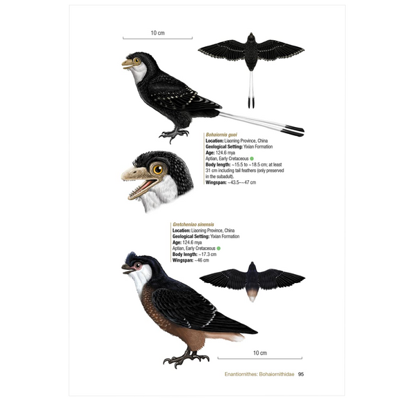 Birds of the Mesozoic: An Illustrated Field Guide