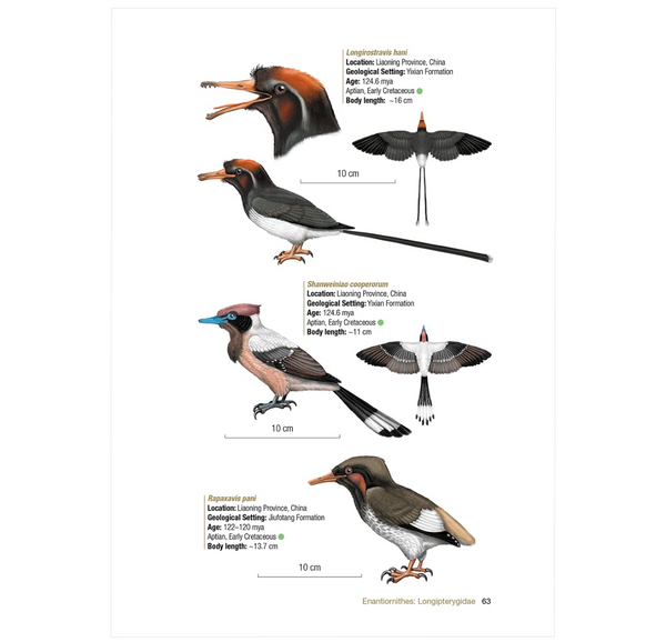 Birds of the Mesozoic: An Illustrated Field Guide