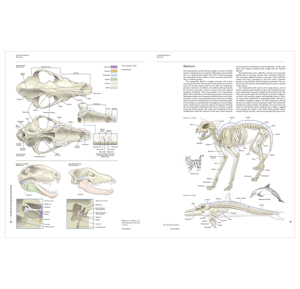 Handbook of the Mammals of the World