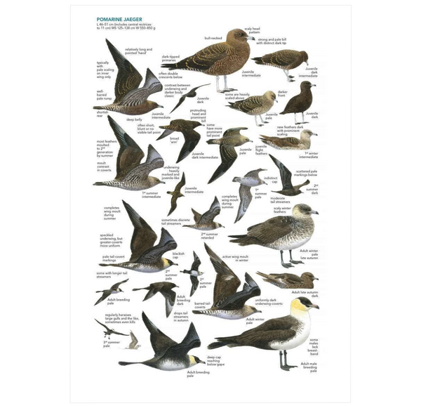 Seabirds: The New Identification Guide