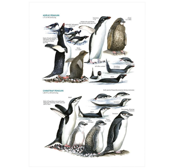 Seabirds: The New Identification Guide