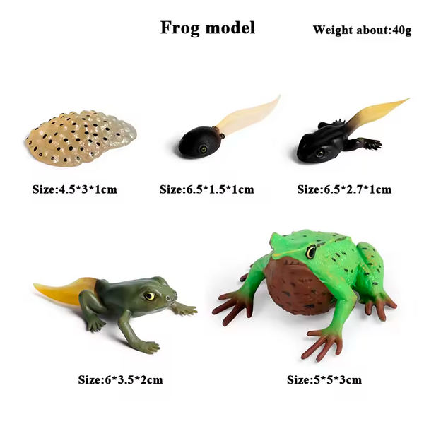 Modelo de Simulación de Rana, Ciclo de Crecimiento y Figuras de Ranas (+3)