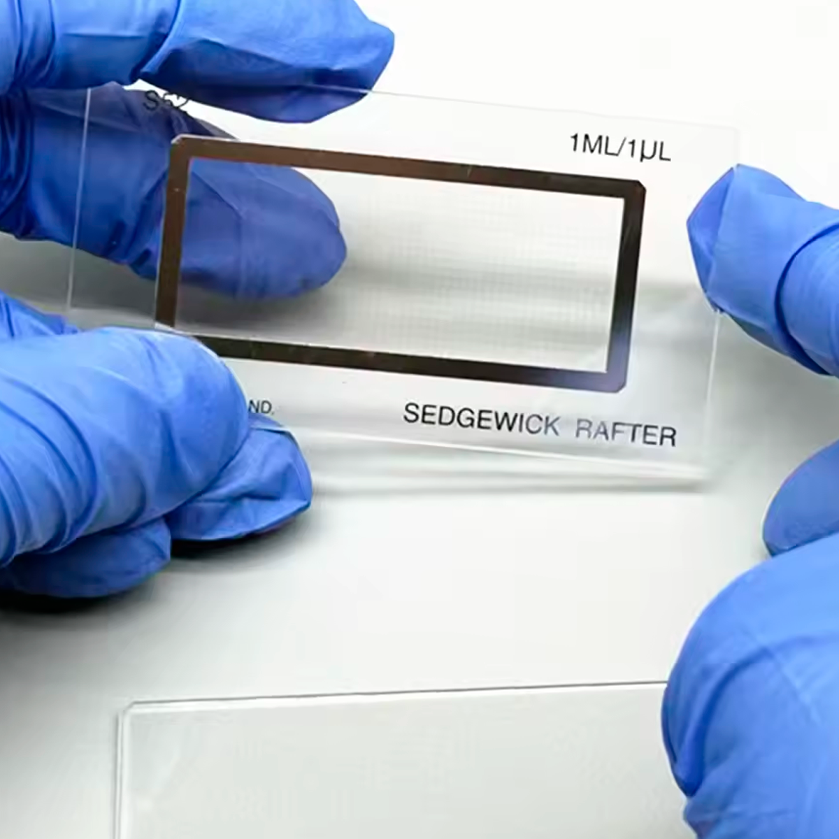 Camara Rafter Cámara de Conteo Sedgewick-Rafter Pyser-SGI 1 mL por 1 mm³ por Cuadríc ...