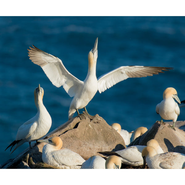 Mastering Bird Photography: The Art, Craft, and Technique of Photographing Birds and Their Behavior