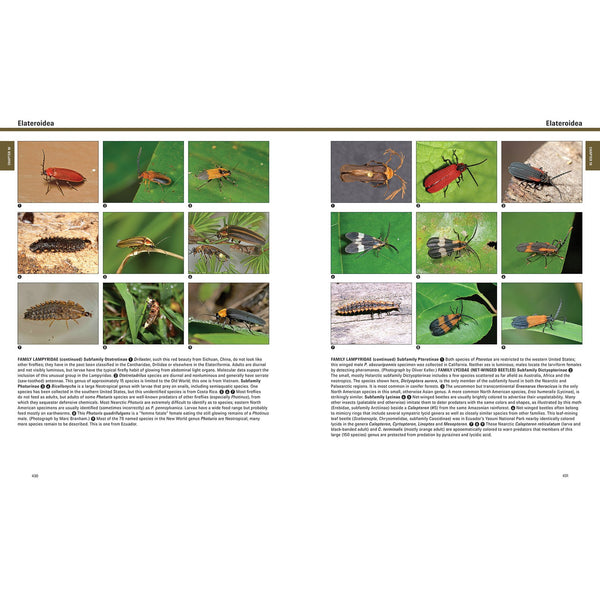 Beetles: The Natural History and Diversity of Coleoptera